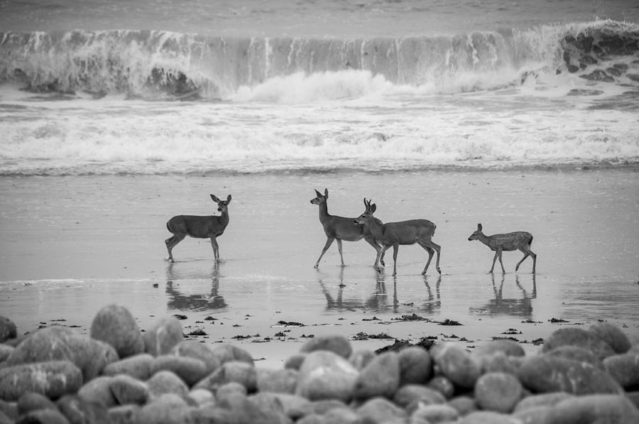 Deer Photograph - 4 Deer in Surf black and white by Connie Cooper-Edwards