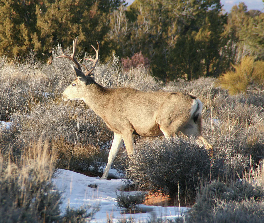 Deer Photograph by Southern Utah Photography