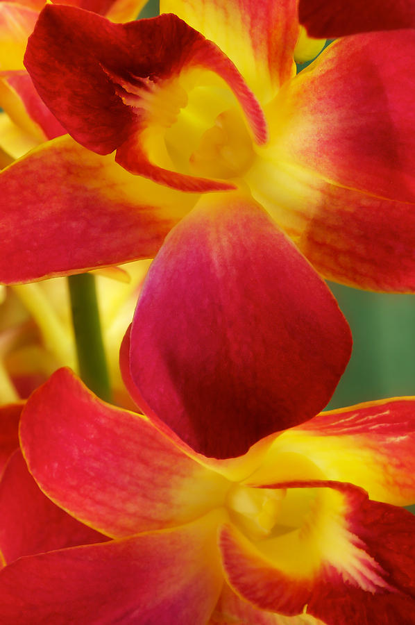 Dendribium malone or Hope orchid Flower #4 Photograph by Perla Copernik