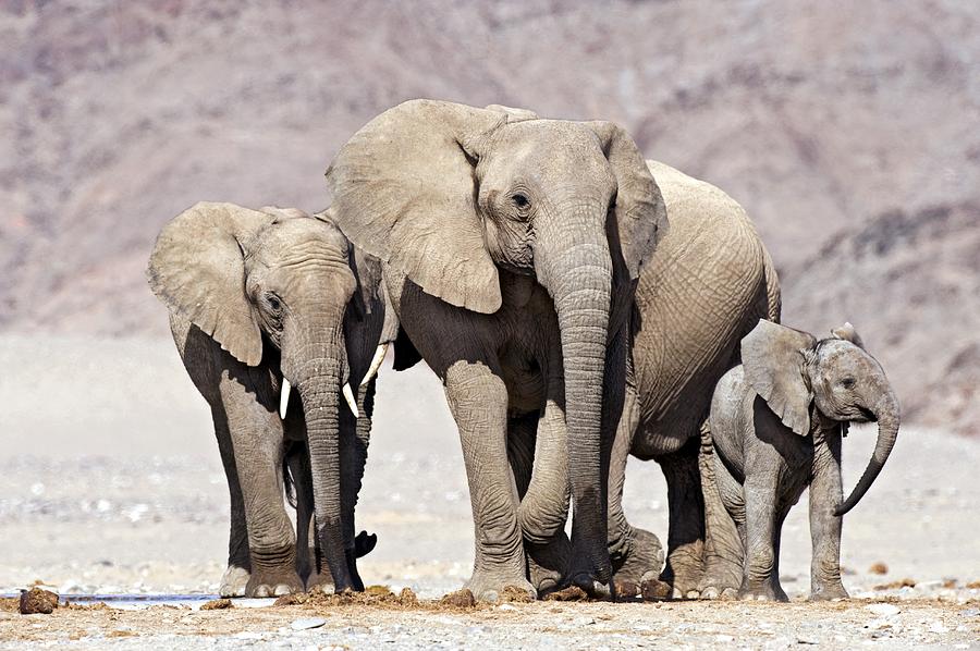 Desert-adapted Elephants Photograph by Tony Camacho - Fine Art America