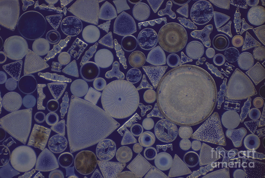 Diatoms #4 Photograph by M. I. Walker