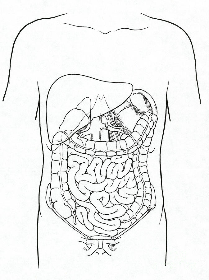 Digestive System #4 Photograph by Science Source