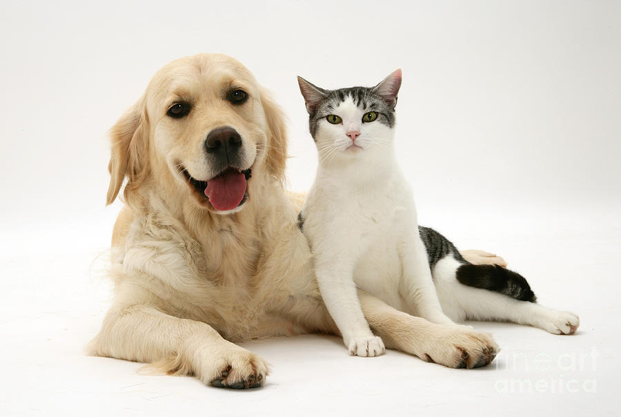 Dog And Cat #4 Photograph by Jane Burton Dog And Cat #4 Photograph by Jane Burton