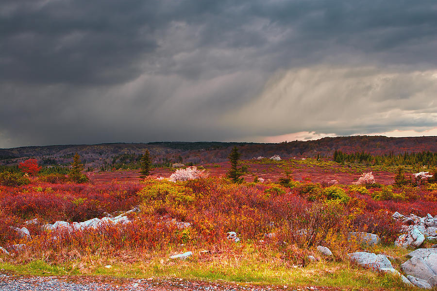 Dolly Sods Wilderness #5 Photograph by Mary Almond
