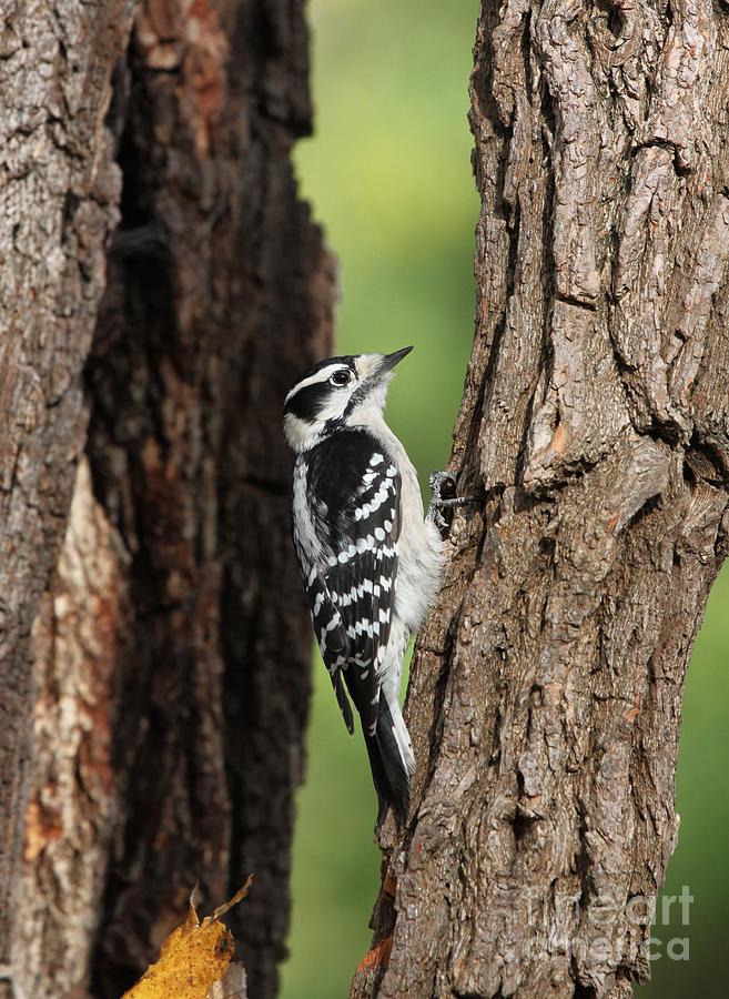 Downy Woodpecker #4 Photograph by Jack R Brock