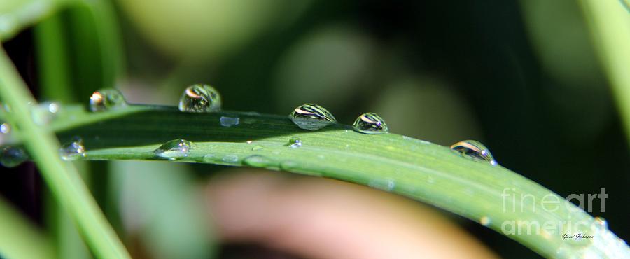 4 Drops On Green Photograph by Yumi Johnson