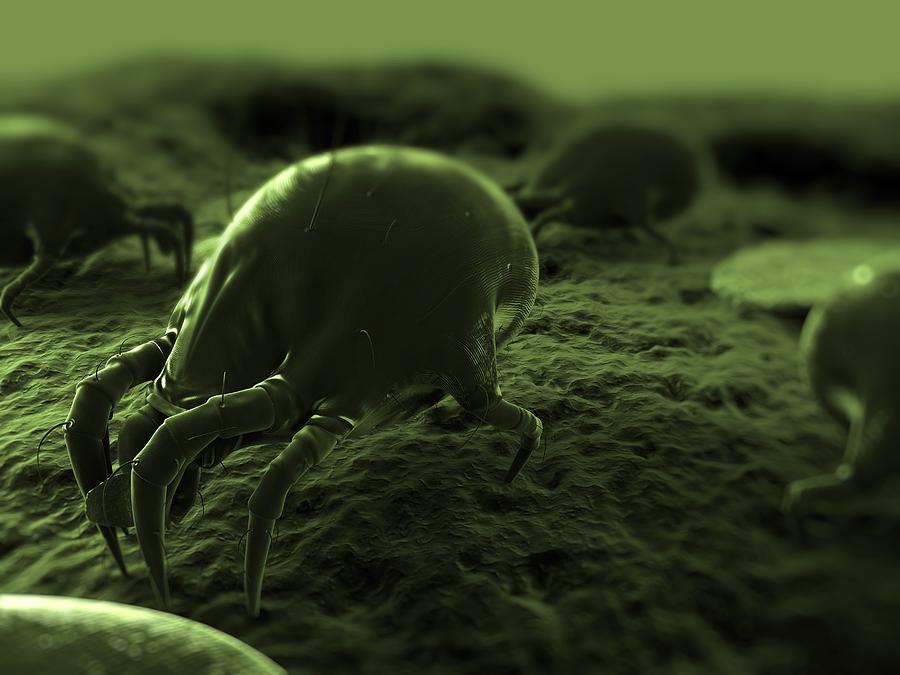 Nature Photograph - Dust Mite, Artwork #4 by Sciepro