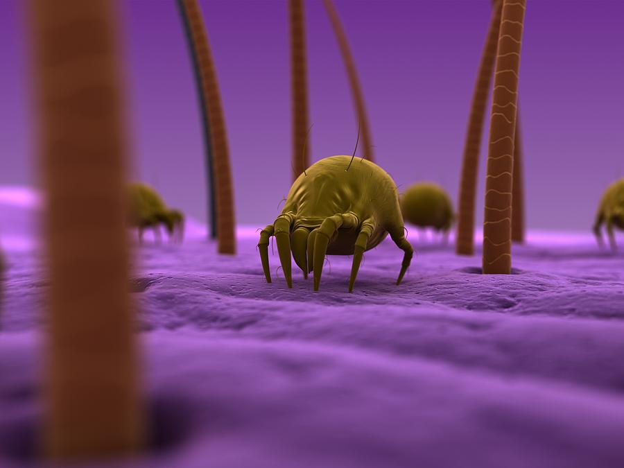 Dust Mites, Artwork Photograph by Sciepro Pixels