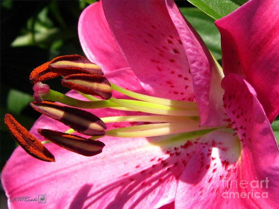 Lily Photograph - Dwarf Oriental Lily named Farolito #4 by J McCombie