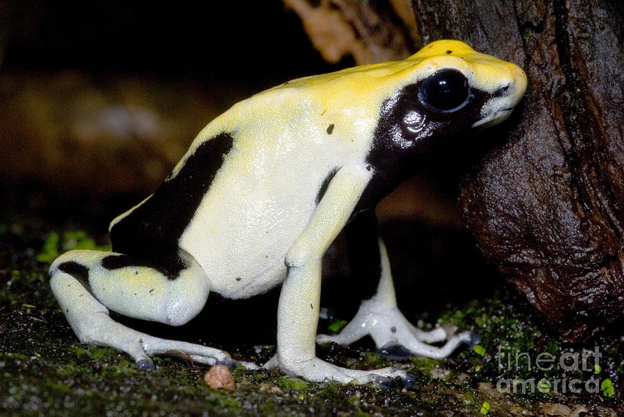 Dyeing Poison Frog #4 Photograph by Dante Fenolio