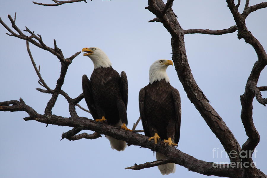 Eagles #4 Photograph by Jeanne Andrews