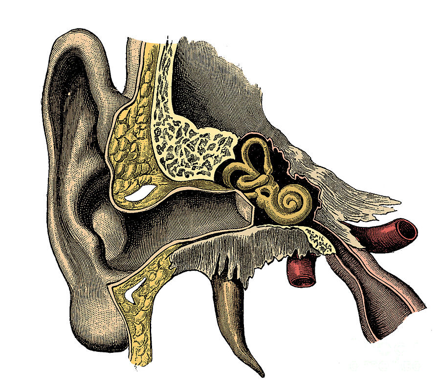 Ear Anatomy #4 Photograph by Science Source