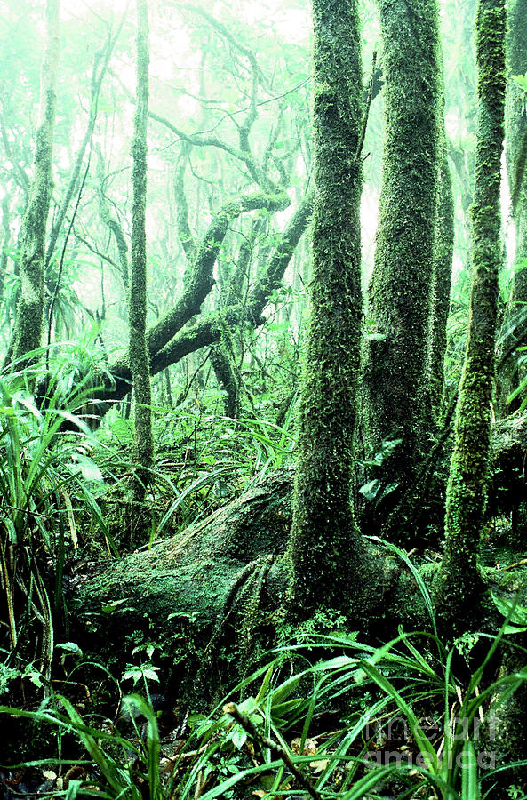 El Yunque National Forest #4 Photograph by Thomas R Fletcher