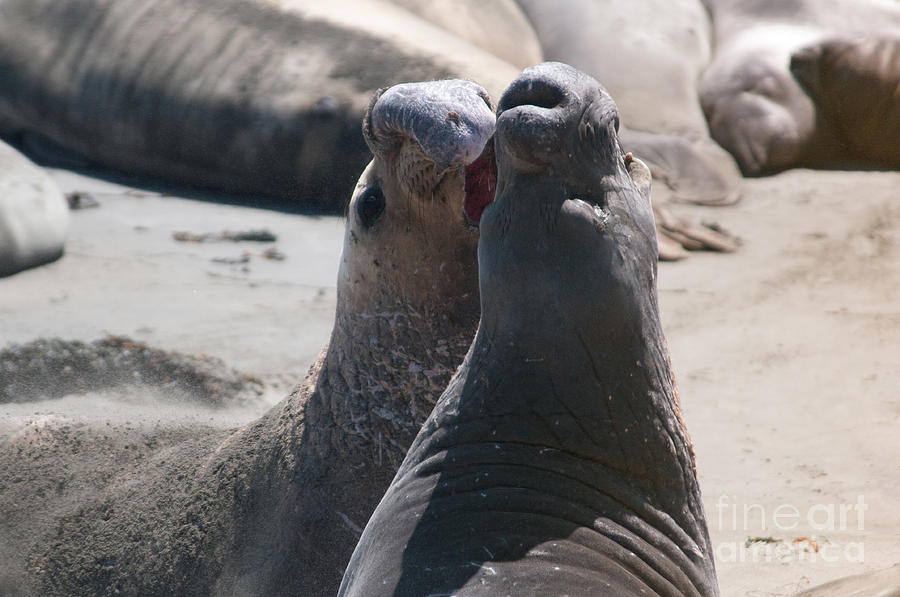 Elephant Seal Colony on Big Sur  #4 Digital Art by Carol Ailles