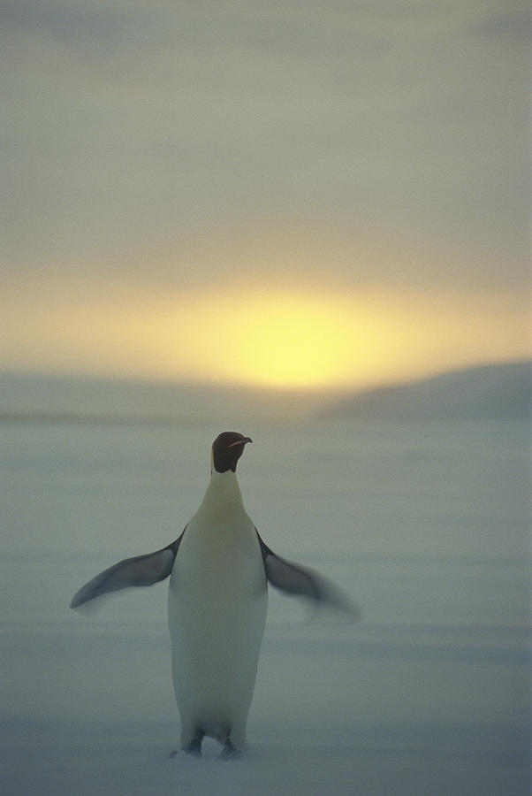 Emperor Penguin Aptenodytes Forsteri #4 Photograph by Pete Oxford