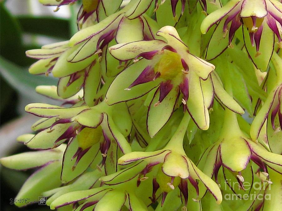 Lily Photograph - Eucomis named Bicolor #4 by J McCombie