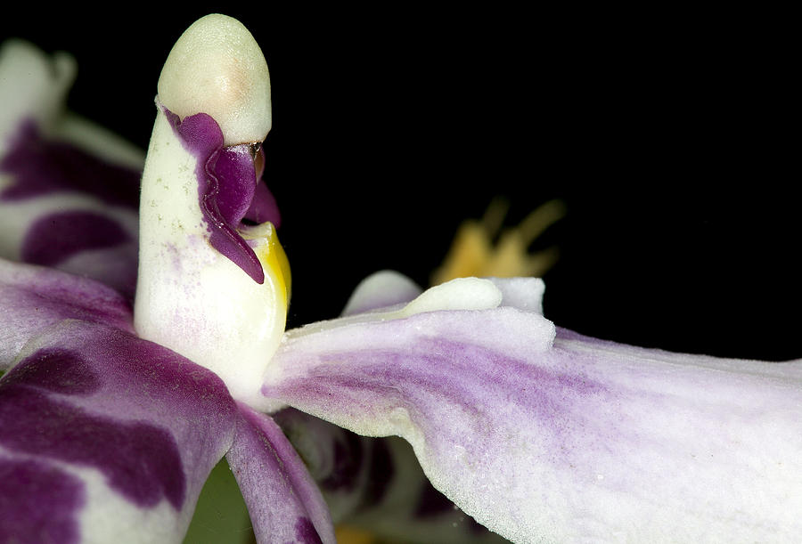 Exotic Orchid Flower #4 Photograph by C Ribet