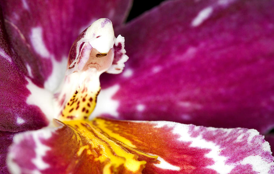 Orchid Photograph - Exotic Orchid Flowers of C Ribet #4 by C Ribet