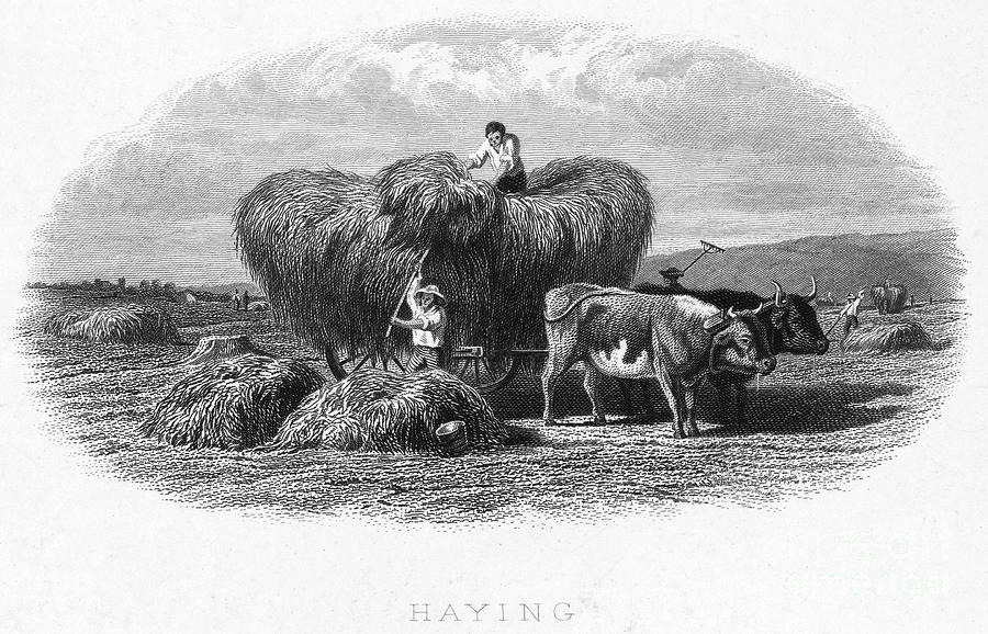 Farm Photograph - FARMING, c1870 #4 by Granger