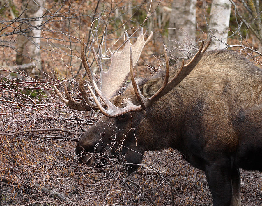 Moose Photograph - Feeding Along #4 by Doug Lloyd