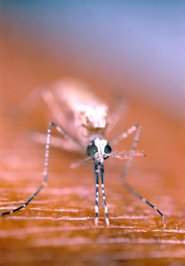 Feeding Mosquito Photograph By Sinclair Stammers Pixels