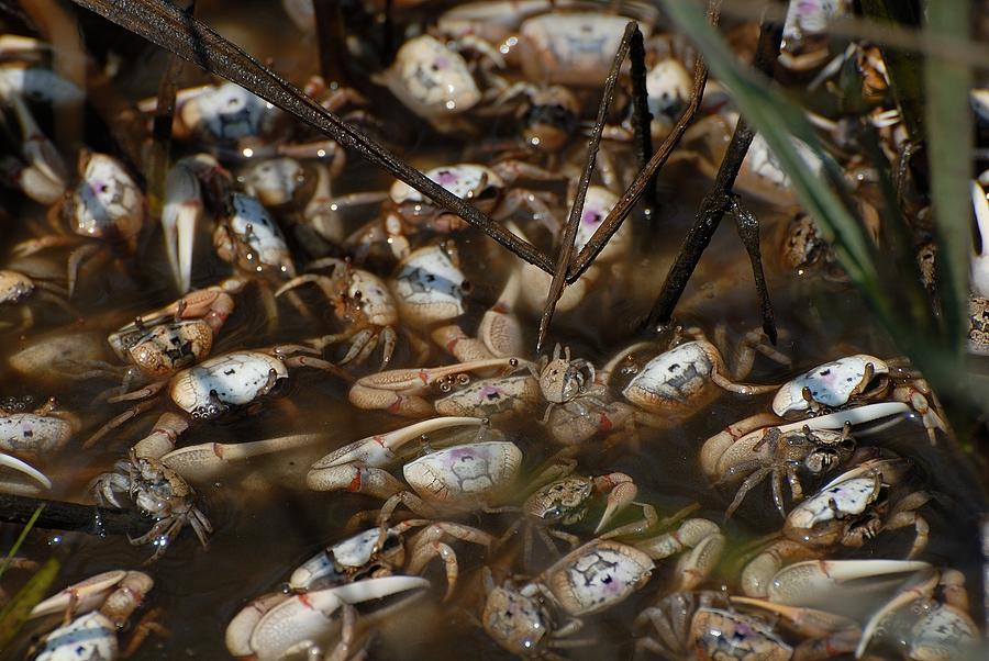 Fiddler crabs #4 Photograph by David Campione