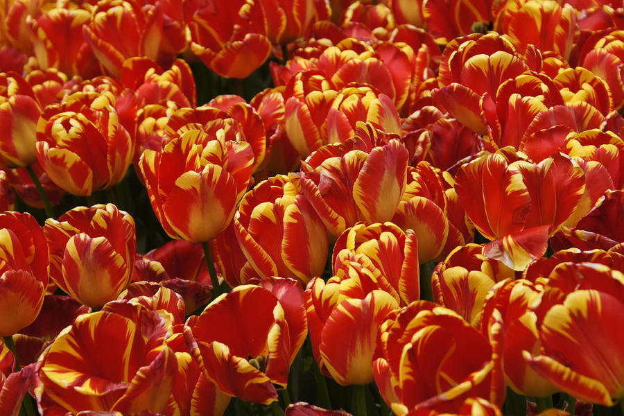 Flaming Tulips #4 Photograph by Michele Burgess