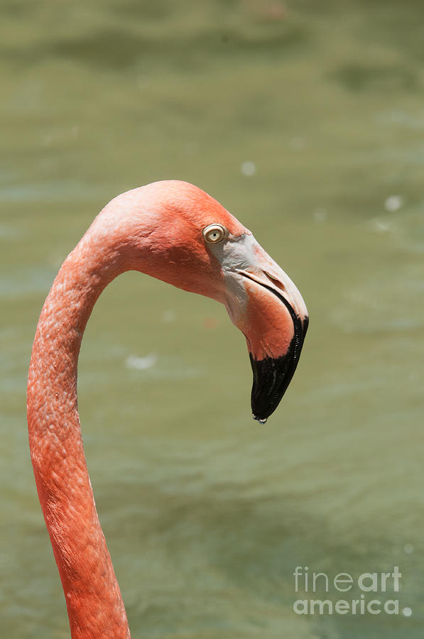 Flamingo #4 Digital Art by Carol Ailles