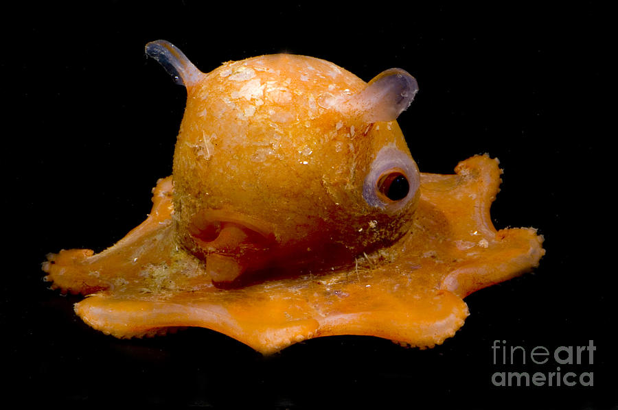 Flapjack Octopus #4 Photograph by Dante Fenolio