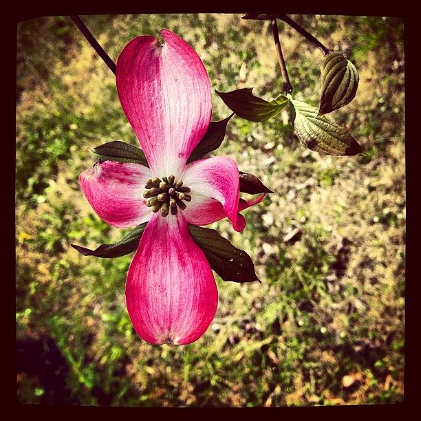 Nature Photograph - #flower #blossom #nature #plant #plants #4 by Julianna Rivera-Perruccio