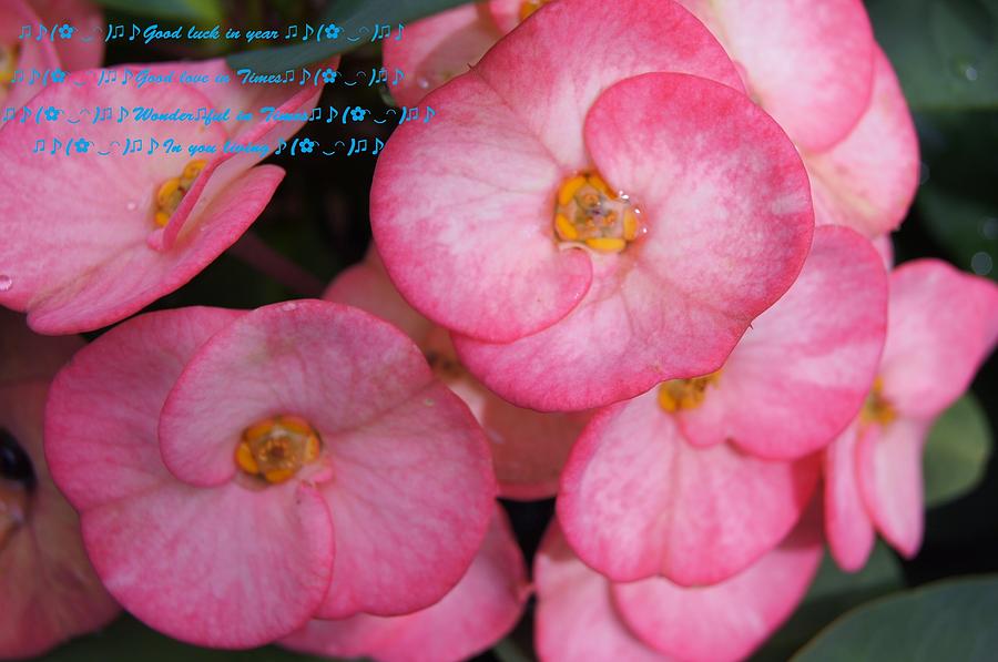 Flowers for you #4 Photograph by Gornganogphatchara Kalapun
