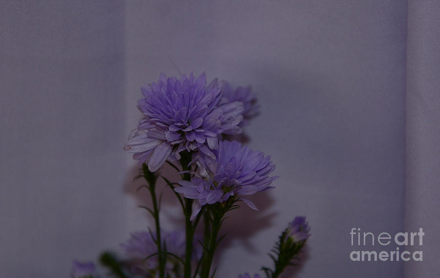 Flower Photograph - Flowers #4 by Jiss Joseph