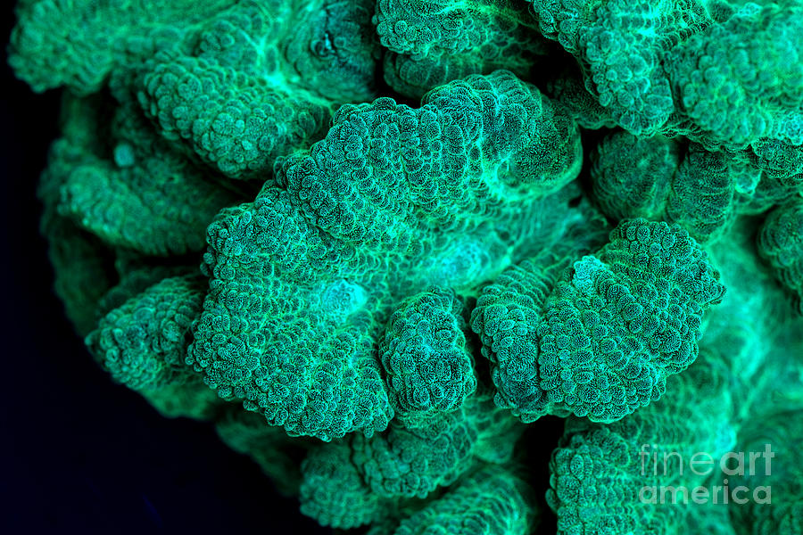 Fluorescent Coral In Uv Light #4 Photograph by Ted Kinsman