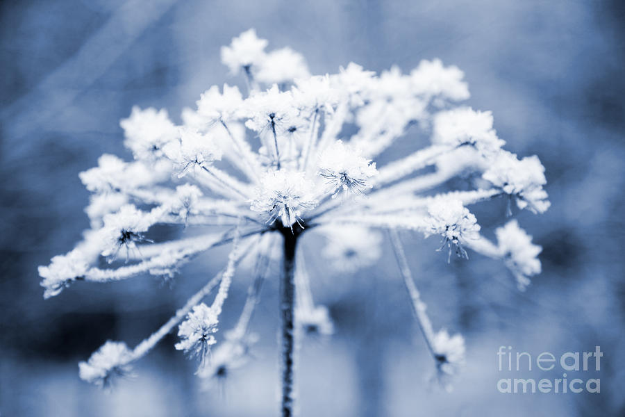Frozen flower #4 Photograph by Kati Finell
