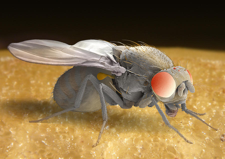 Wildlife Photograph - Fruit Fly, Sem #4 by Power And Syred
