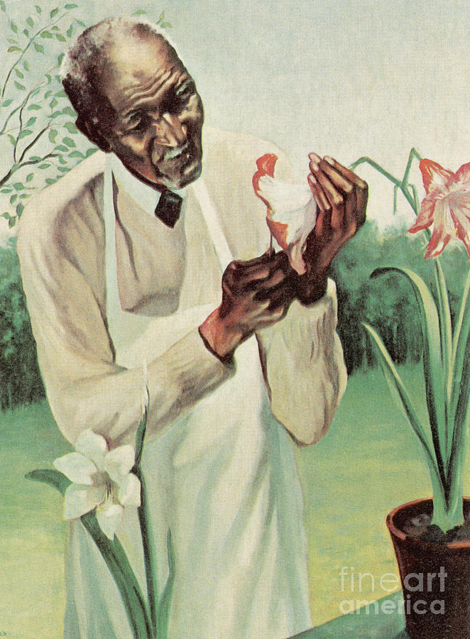 George W Carver Photograph by Science Source