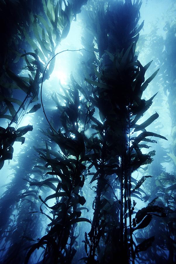 Nature Photograph - Giant Kelp #4 by Georgette Douwma