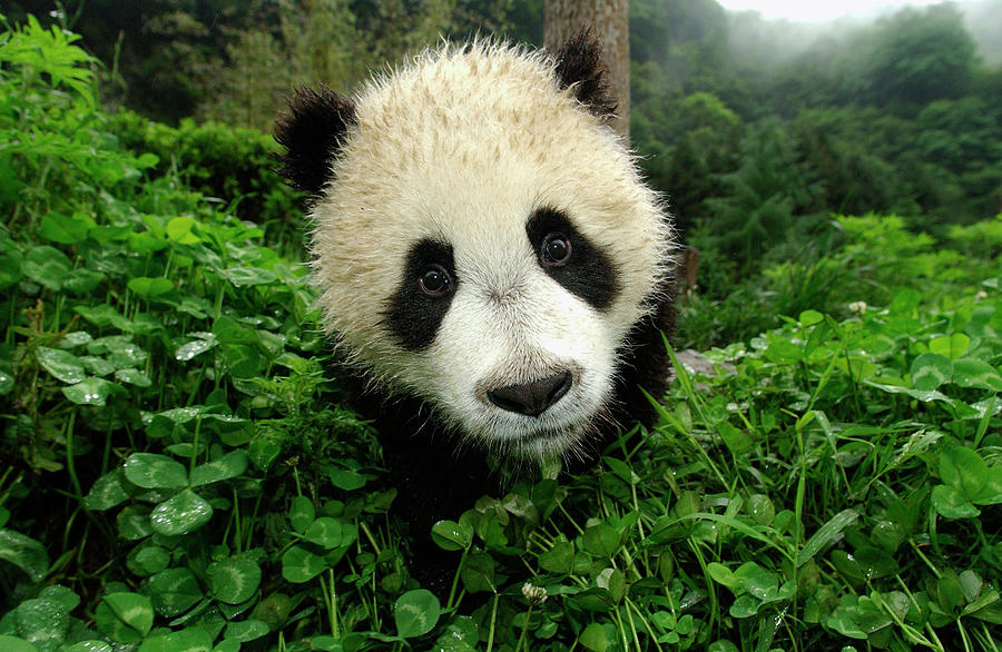 Giant Panda Ailuropoda Melanoleuca Photograph by Katherine Feng