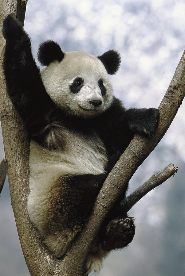 Giant Panda Ailuropoda Melanoleuca #4 Photograph by Pete Oxford
