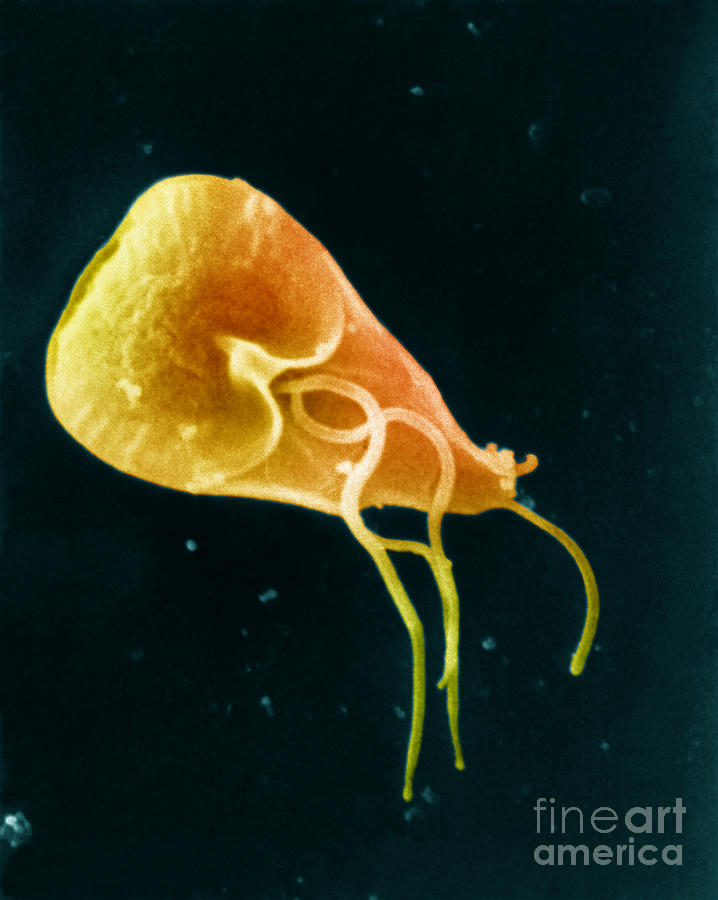 Giardia Lamblia #4 Photograph by Science Source