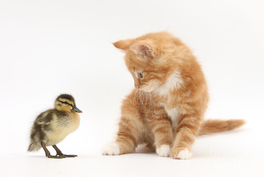 Nature Photograph - Ginger Kitten And Mallard Duckling #4 by Mark Taylor