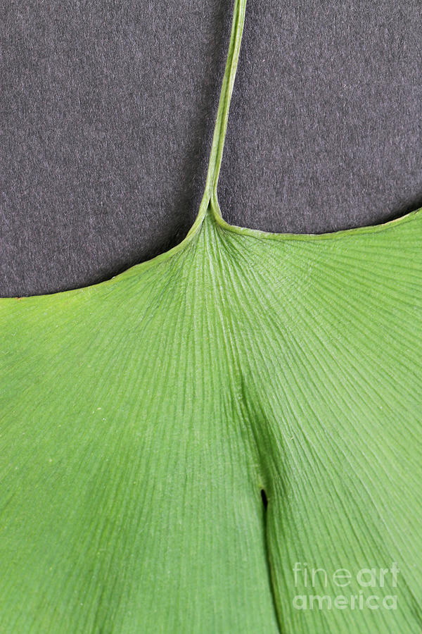 Ginkgo Leaf #4 Photograph by Photo Researchers, Inc.