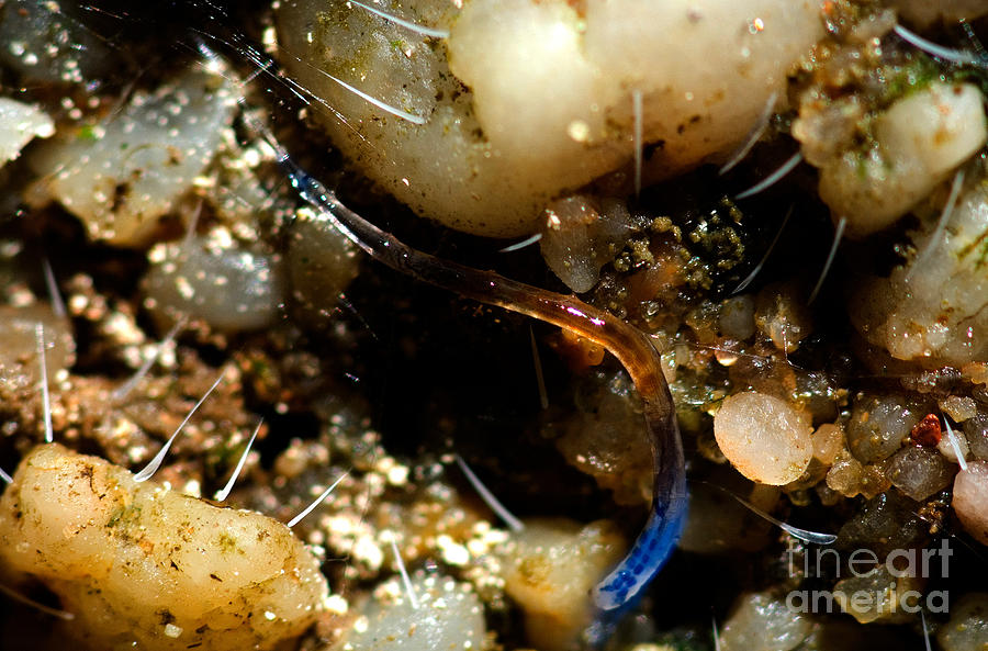 Glowworm #4 Photograph by Danté Fenolio Glowworm #4 Photograph by Danté Fenolio