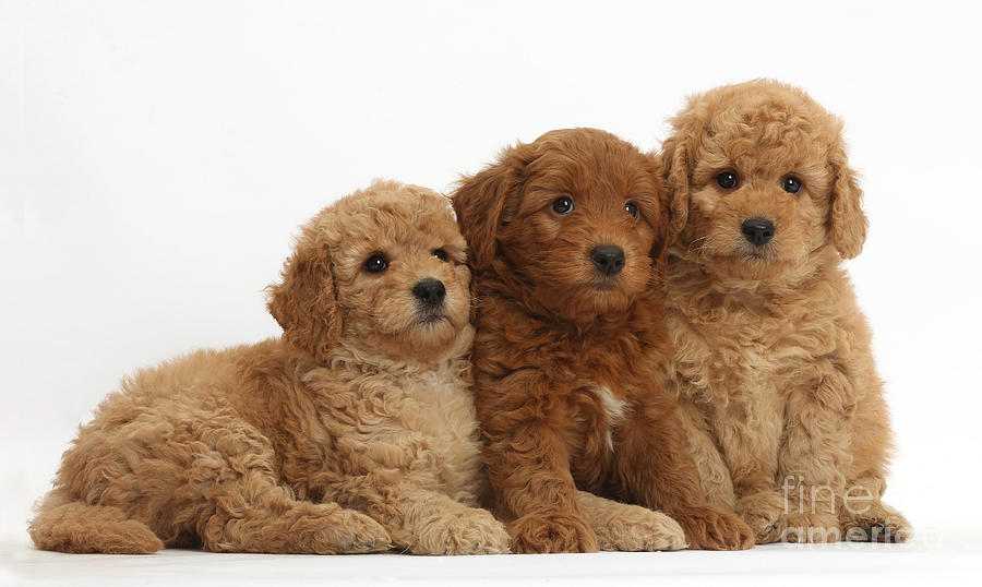 Goldendoodle Puppies #4  by Mark Taylor