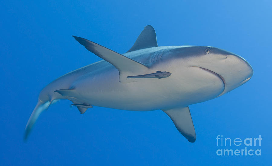 Gray Reef Shark With Remora, Papua New #4 Photograph by Steve Jones
