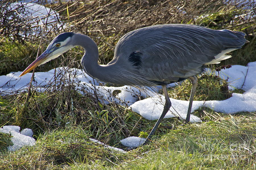 Great Blue Heron #4 Photograph by Sean Griffin