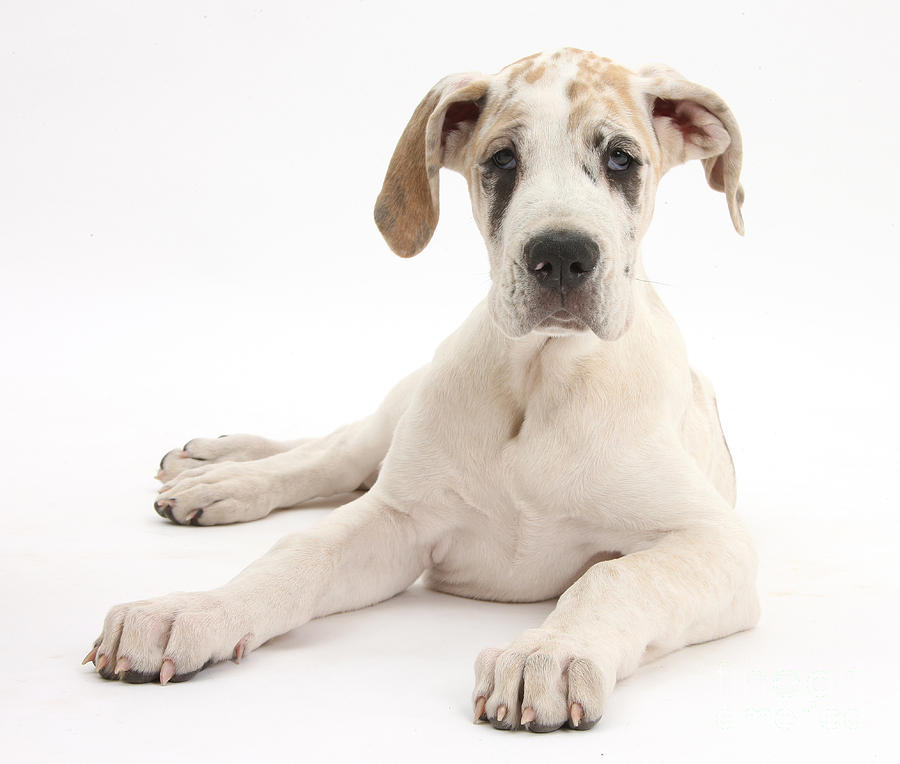 Great Dane Pup #4 Photograph by Mark Taylor