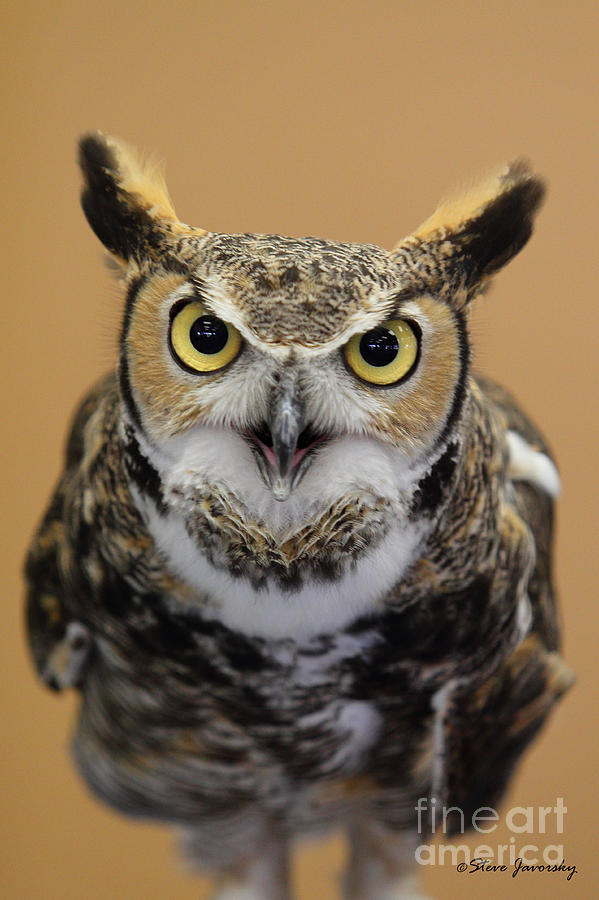 Great Horned Owl #4 Photograph by Steve Javorsky