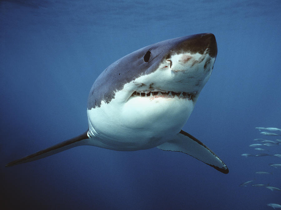 Great White Shark Carcharodon #4 Photograph by Mike Parry