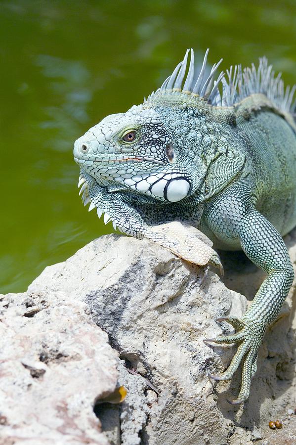 Green Iguana Photograph by Georgette Douwma - Fine Art America